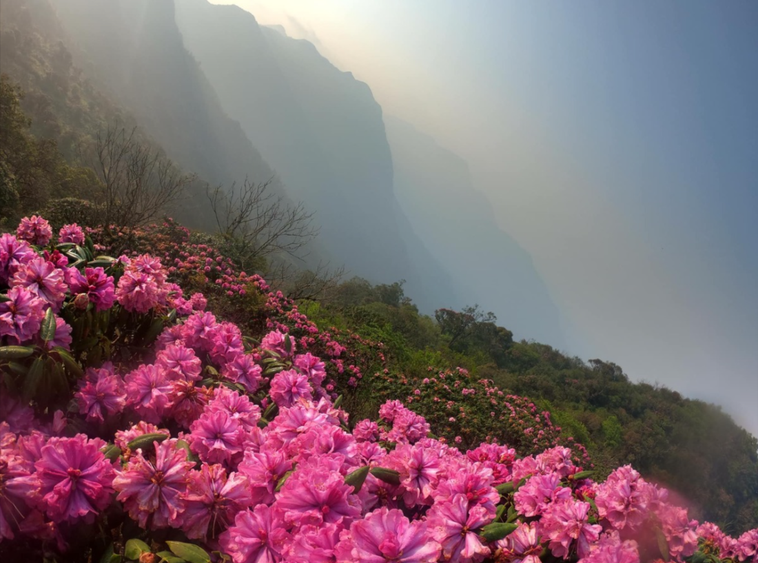 Chinh phục Pu Ta Leng vào mùa xuân, bạn sẽ có cơ hội ngắm những bông hoa Đỗ Quyên nở tuyệt đẹp
