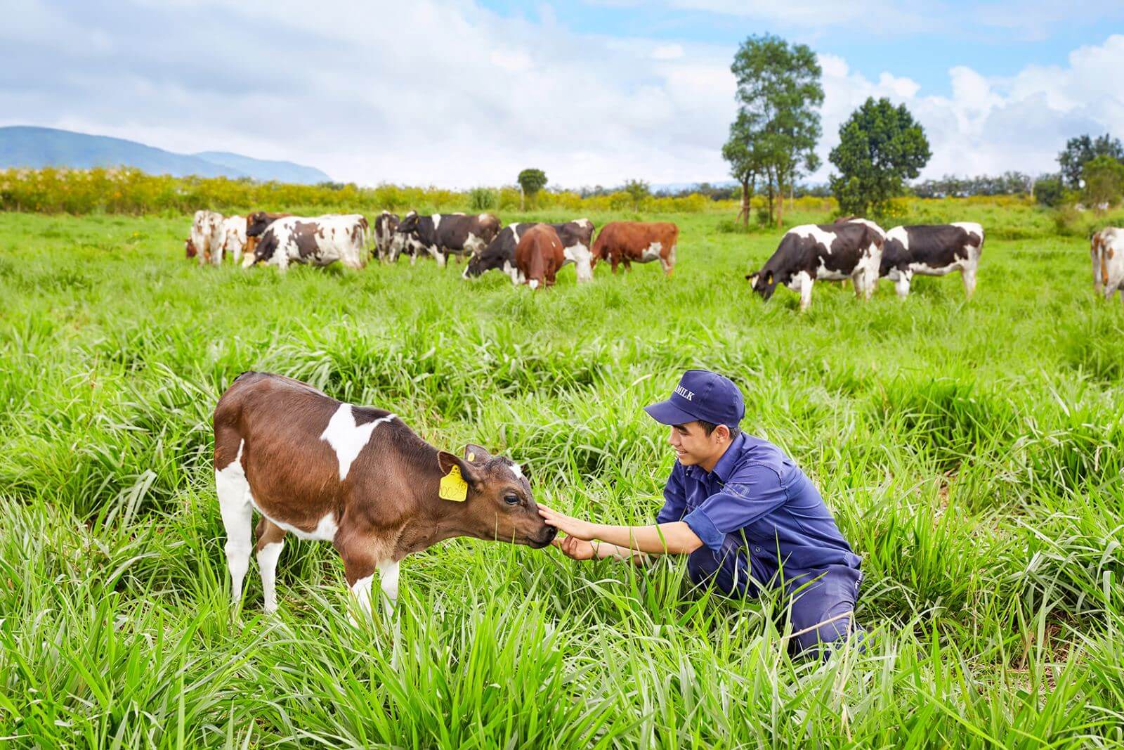 Du lịch trải nghiệm trang trại bò sữa Mộc Châu