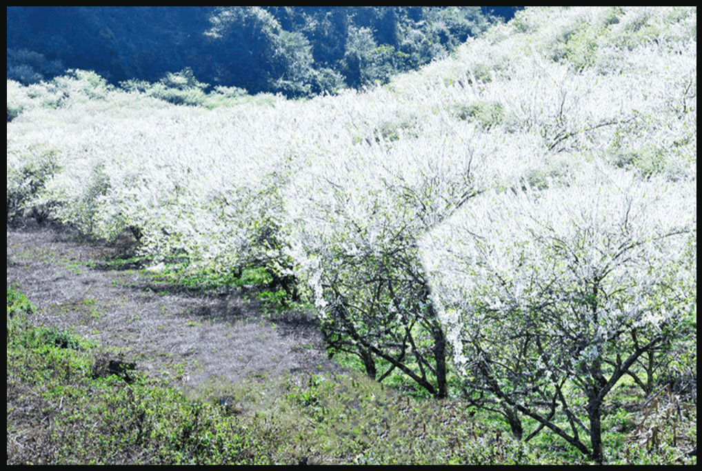 Hoa mận nở trắng khắp thưng lũng Nà Ka
